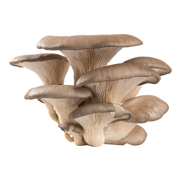 Oyster Mushroom